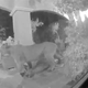 Illustration for article titled Hungry Mountain Lion Mauls Deer on a Familys Porch
